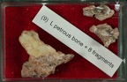 STW 151 Homo petrous fragment tray 9