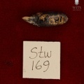 STW_169_Australopithecus_africanus_ULI2.JPG