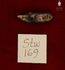 STW 169 Australopithecus africanus ULI2