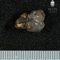 STW 179 Australopithecus africanus ULM3 lingual