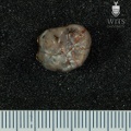 STW 179 Australopithecus africanus ULM3 occlusal
