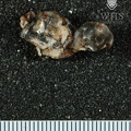 STW 17 Australopithecus africanus partial maxilla inferior