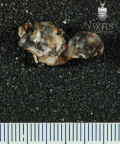 STW 17 Australopithecus africanus partial maxilla inferior