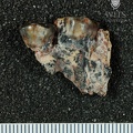 STW 17 Australopithecus africanus partial maxilla lateral