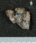 STW 17 Australopithecus africanus partial maxilla lateral