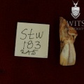 STW_183_215_Australopithecus_africanus_URI1_buccal.JPG