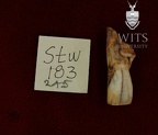 STW 183 215 Australopithecus africanus URI1 labial