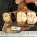 STW 183 Australopithecus africanus partial left maxilla inferior