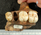 STW 183 Australopithecus africanus partial left maxilla inferior