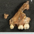 STW_183_Australopithecus_africanus_partial_left_maxilla_lateral.JPG