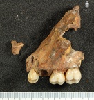 STW 183 Australopithecus africanus partial left maxilla lateral