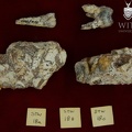 STW 18B Australopithecus africanus associated upper dentition