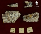 STW 18B Australopithecus africanus associated upper dentition