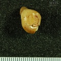 STW 194 Australopithecus africanus LRP4 occlusal