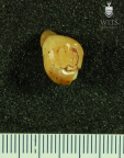 STW 194 Australopithecus africanus LRP4 occlusal