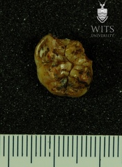 STW 196 Australopithecus africanus LLM3 occlusal
