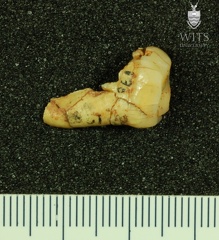 STW 198 Australopithecus africanus LLP4 distal