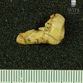 STW_198_Australopithecus_africanus_LLP4_distal.JPG