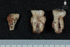 STW 19 Australopithecus africanus associated upper dentition buccal