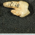 STW 202 Australopithecus africanus URP3 distal