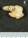 STW 202 Australopithecus africanus URP3 distal