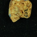 STW 203 Australopithecus africanus LLM2 apical