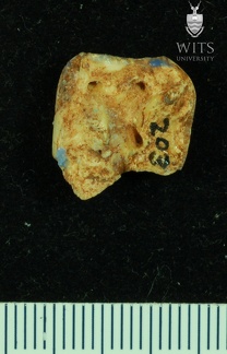 STW 203 Australopithecus africanus LLM2 apical