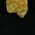 STW 203 Australopithecus africanus LLM2 occlusal