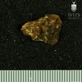 STW 210 Australopithecus africanus molar fragment 1