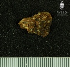 STW 210 Australopithecus africanus molar fragment 1