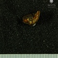 STW_210_Australopithecus_africanus_molar_fragment_occlusal.JPG