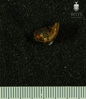 STW 210 Australopithecus africanus molar fragment occlusal