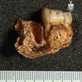 STW 212 Australopithecus africanus partial mandible lateral