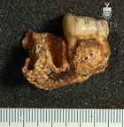 STW 212 Australopithecus africanus partial mandible lateral