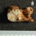 STW 212 Australopithecus africanus partial mandible superior