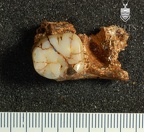 STW 212 Australopithecus africanus partial mandible superior