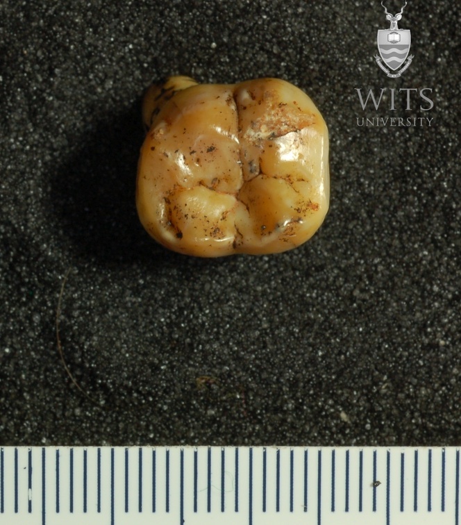 STW 213 Australopithecus africanus LLM2 occlusal
