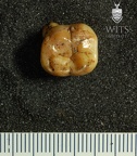 STW 213 Australopithecus africanus LLM2 occlusal
