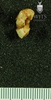 STW 215 Australopithecus africanus molar fragment occlusal