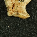 STW 218 Australopithecus africanus molar fragment distal