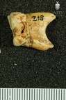 STW 218 Australopithecus africanus molar fragment distal