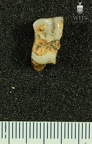 STW 218 Australopithecus africanus molar fragment occlusal