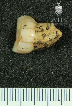 STW 224 Australopithecus africanus LRM3 distal
