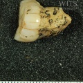 STW 224 Australopithecus africanus LRM3 distal
