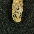 STW 230 Australopithecus africanus LRC buccal