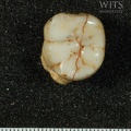 STW 237 Australopithecus africanus LLM3 occlusal