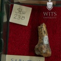 STW_238_Australopithecus_africanus_MT3R_medial.JPG