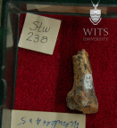 STW 238 Australopithecus africanus MT3R medial