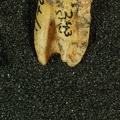 STW 243 Australopithecus africanus LLP4 distal