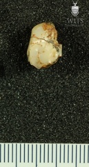 STW 243 Australopithecus africanus LLP4 occlusal